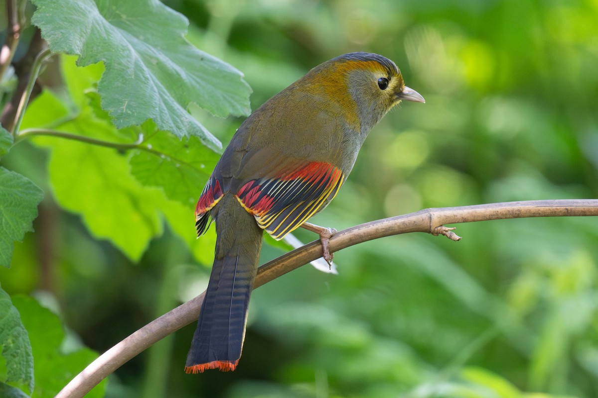 Emei Shan Liocichla - ML637431141