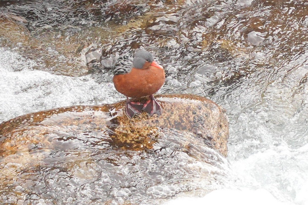 Pato Torrentero - ML637431168