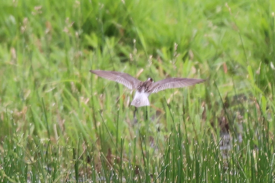Wilson's Phalarope - ML637431229