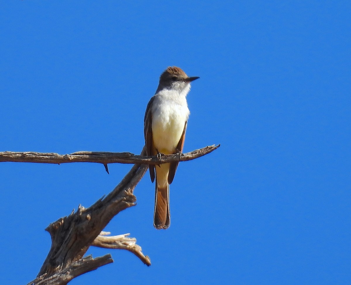 Ash-throated Flycatcher - ML637431250