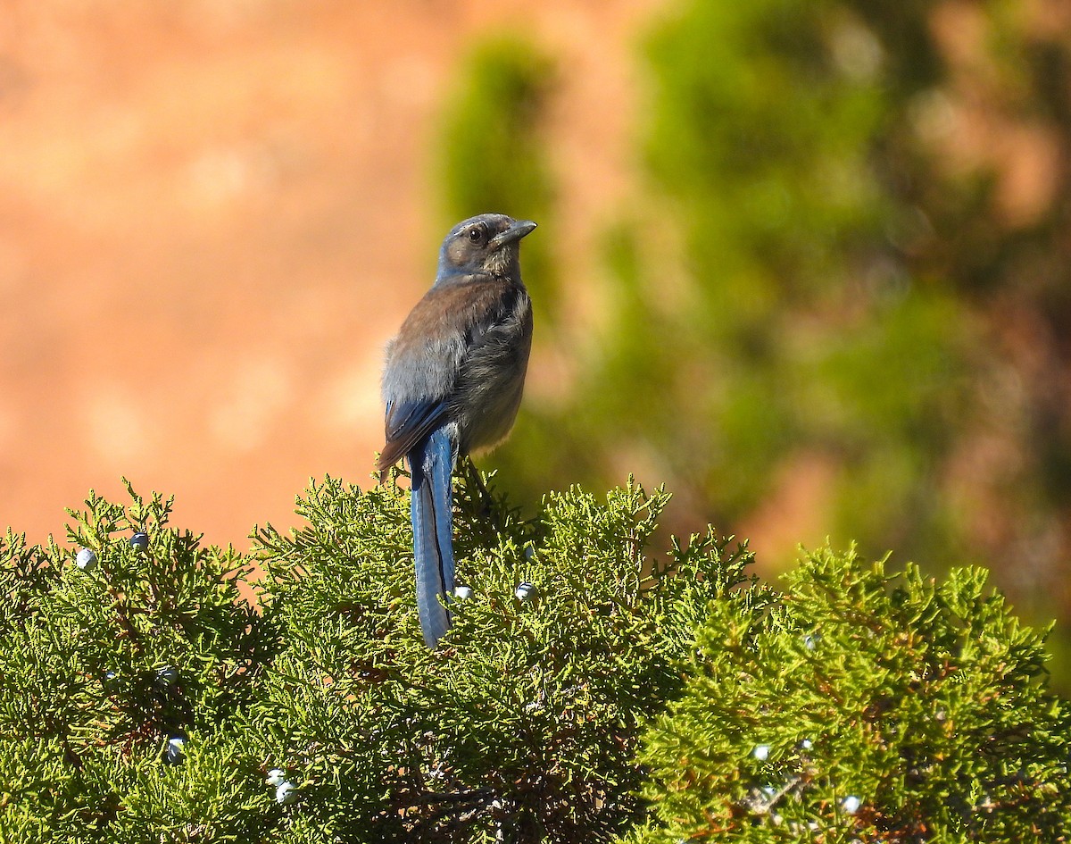 Woodhouse's Scrub-Jay - ML637431265