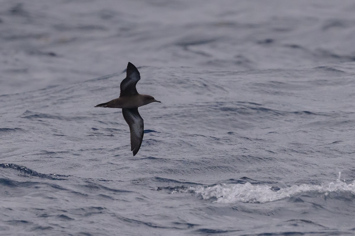 Sooty Shearwater - ML637431276