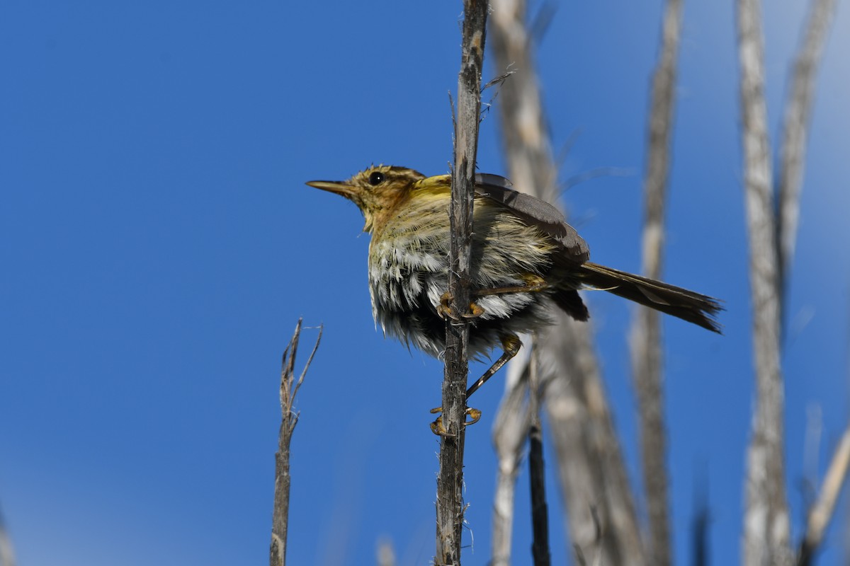 Canary Islands Chiffchaff - ML637431277
