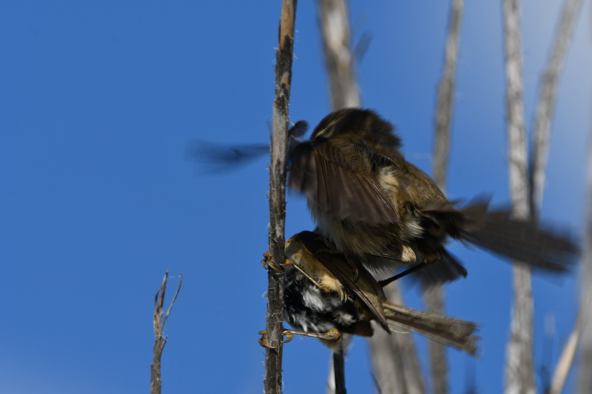 Canary Islands Chiffchaff - ML637431278