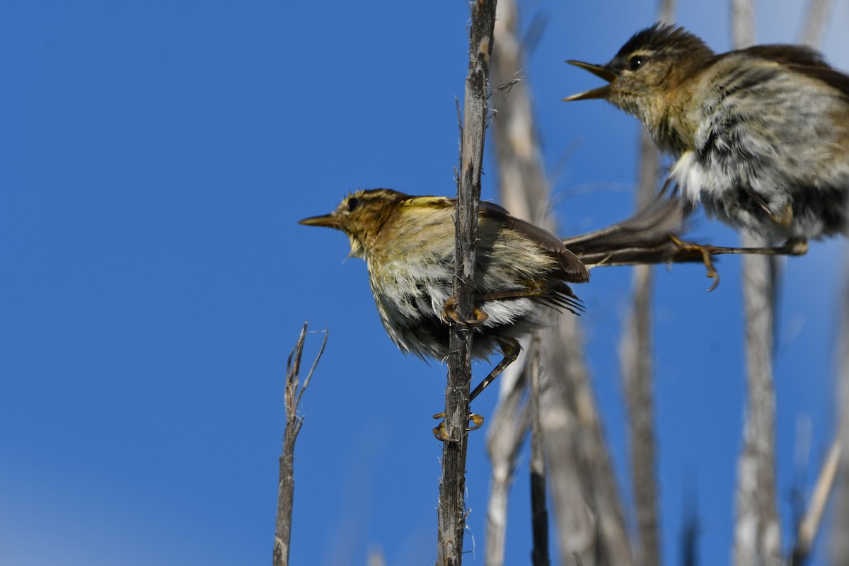 Canary Islands Chiffchaff - ML637431279
