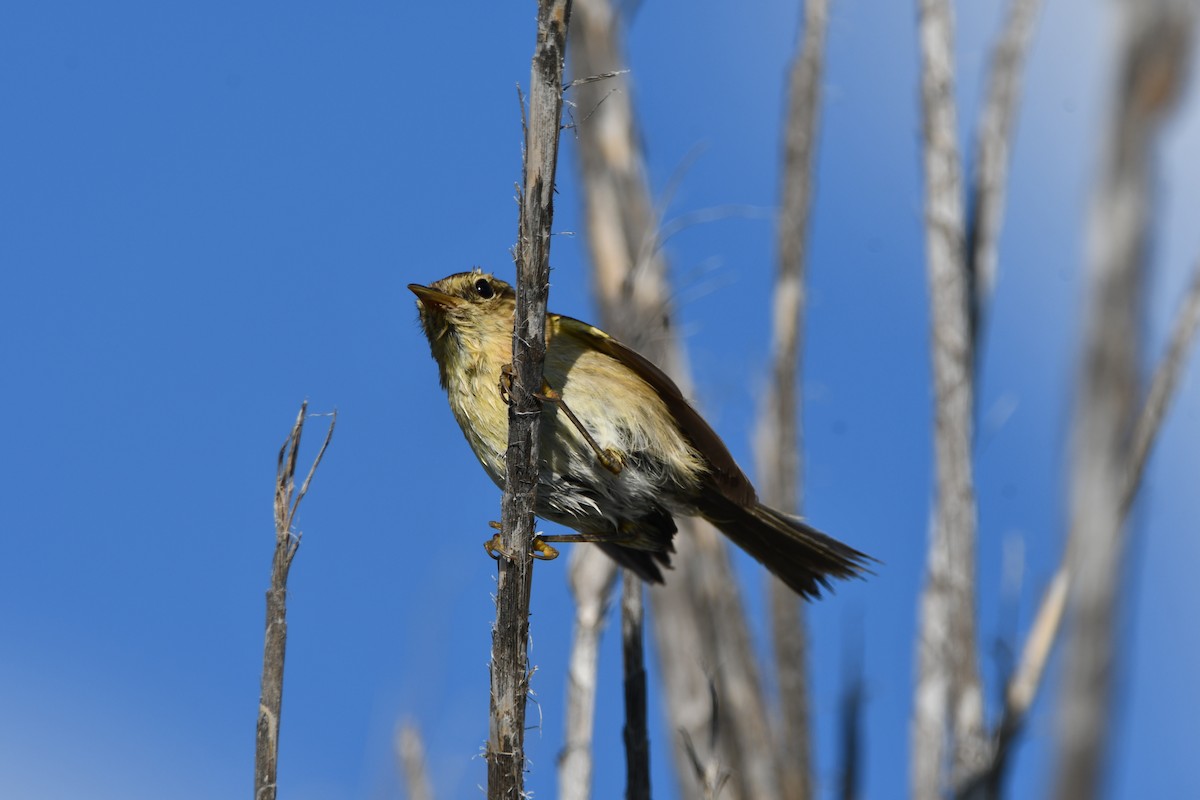 Canary Islands Chiffchaff - ML637431280