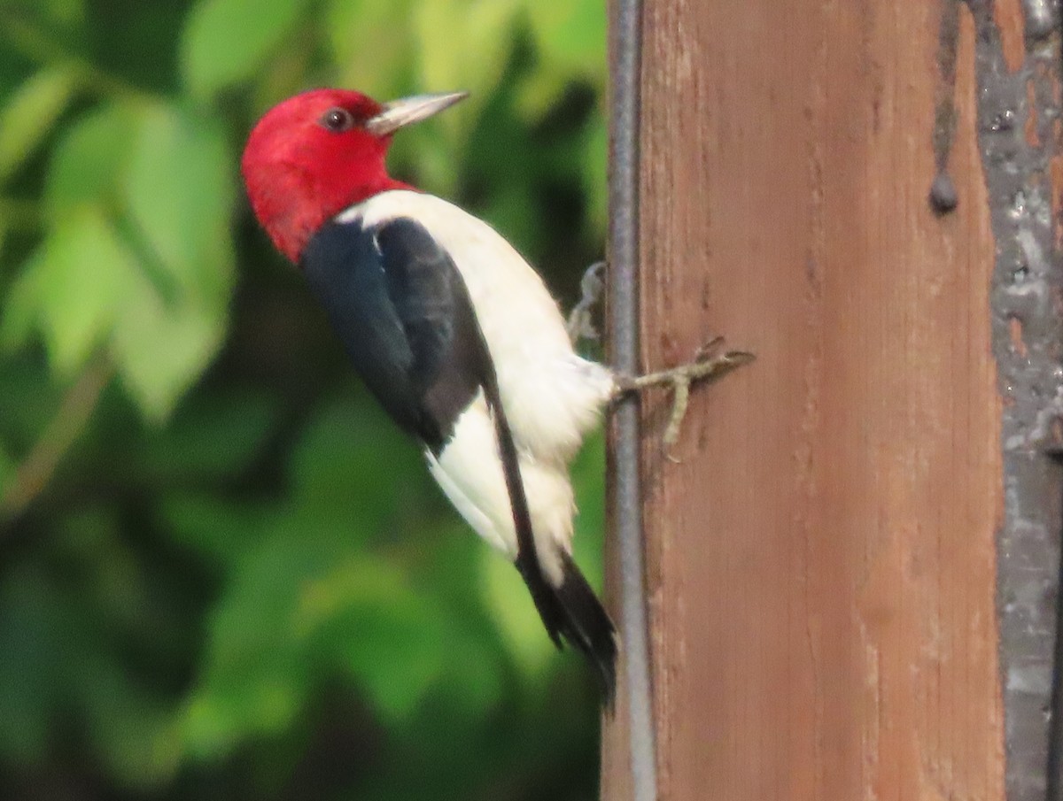 Red-headed Woodpecker - ML637431303