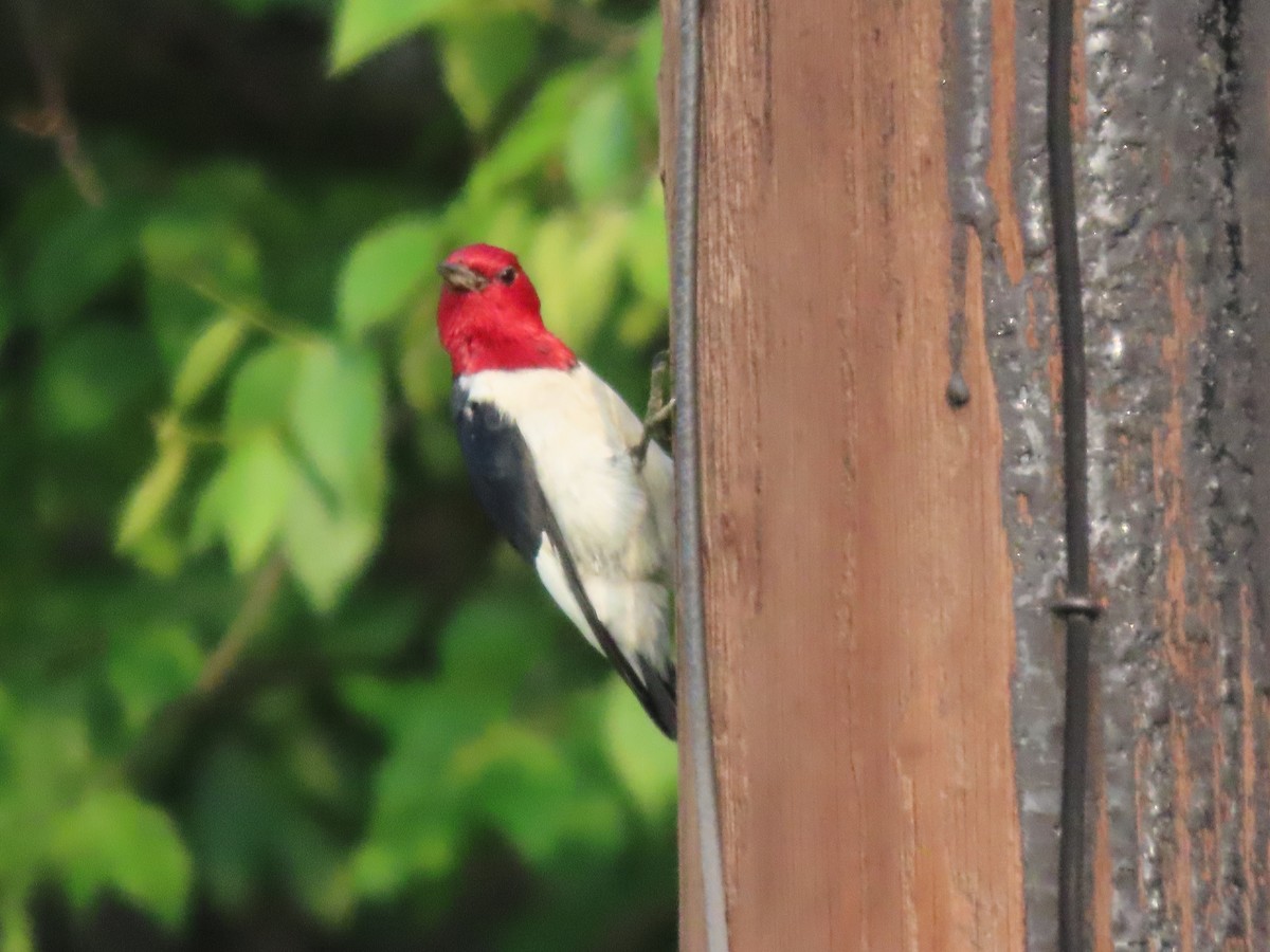 Red-headed Woodpecker - ML637431311