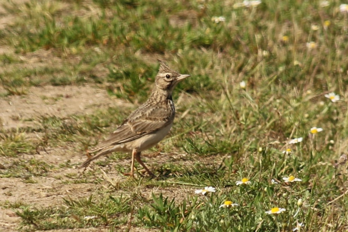 Crested Lark - ML637431314