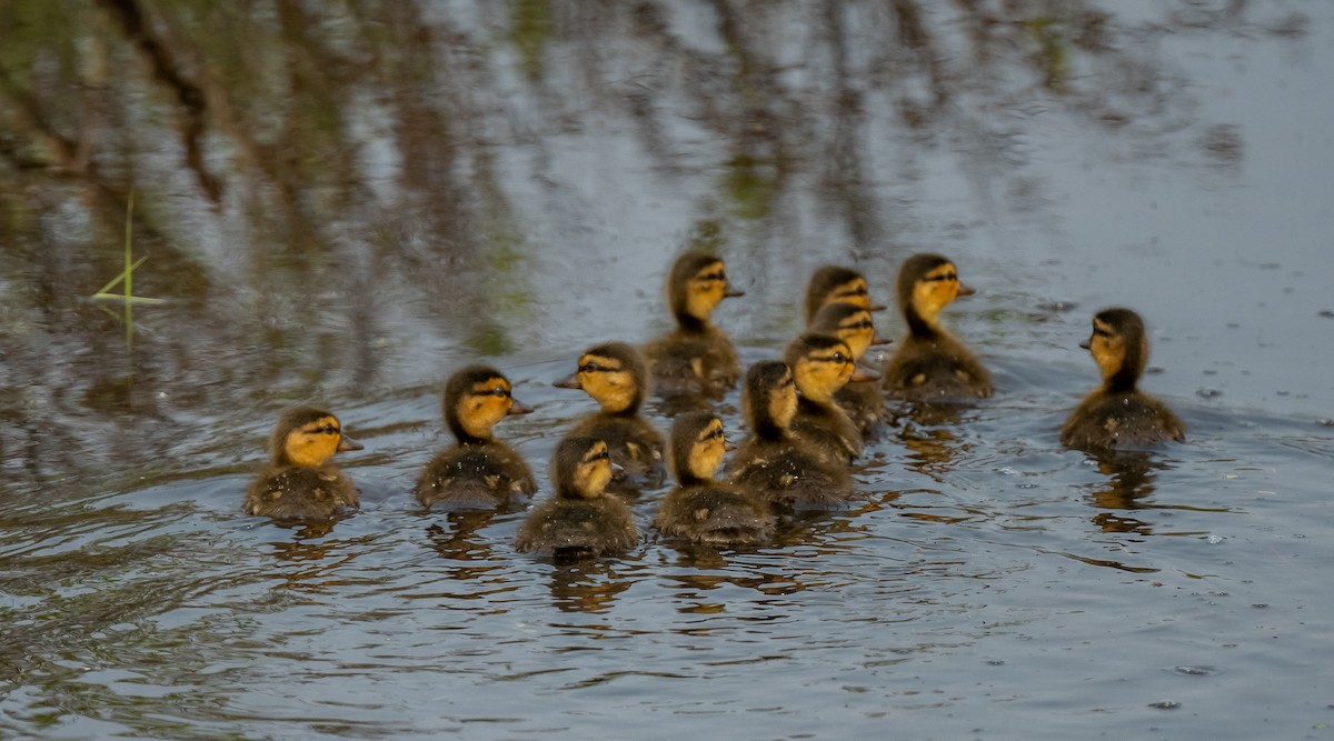 Mallard/American Black Duck - ML637431327