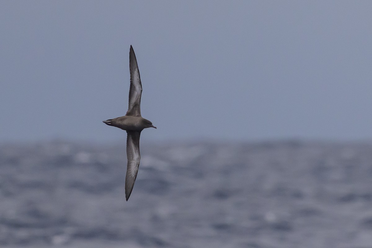 Sooty Shearwater - ML637431334