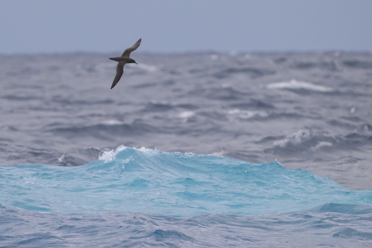 Sooty Shearwater - ML637431335