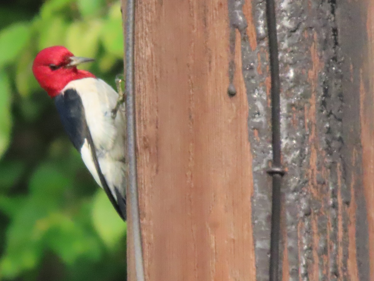 Red-headed Woodpecker - ML637431337