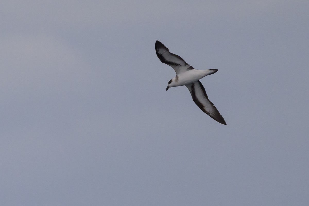 Black-capped Petrel - ML637431397