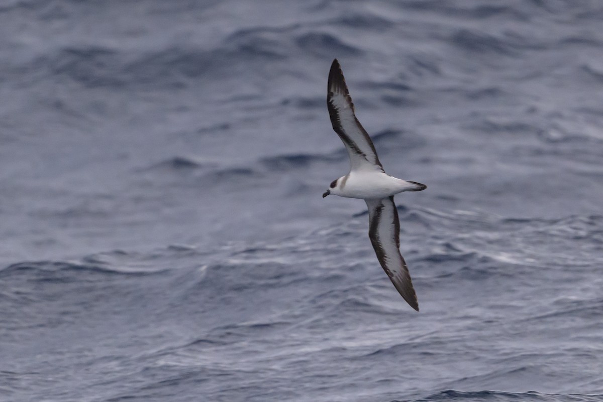 Black-capped Petrel - ML637431401