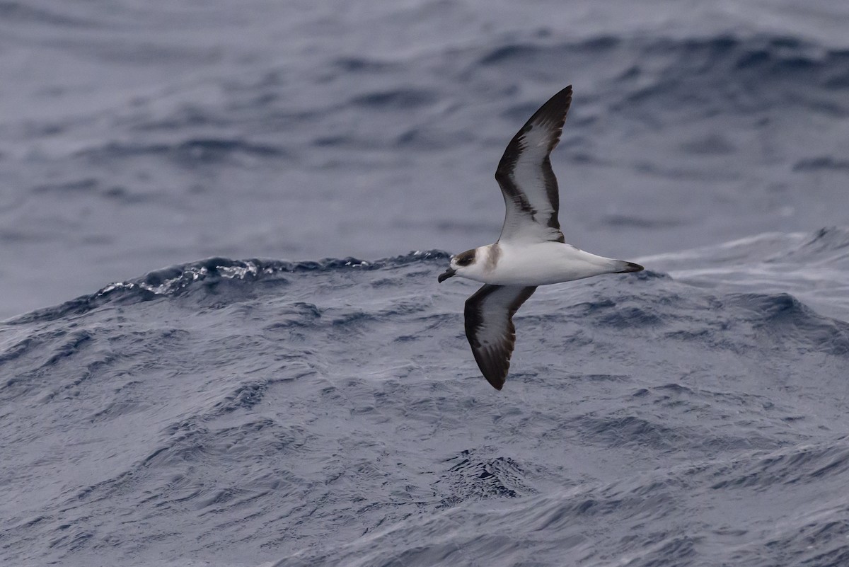 Black-capped Petrel - ML637431402