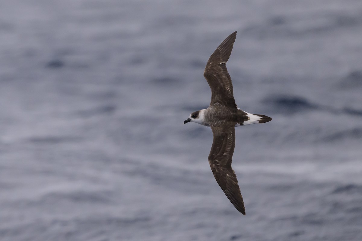 Black-capped Petrel - ML637431404