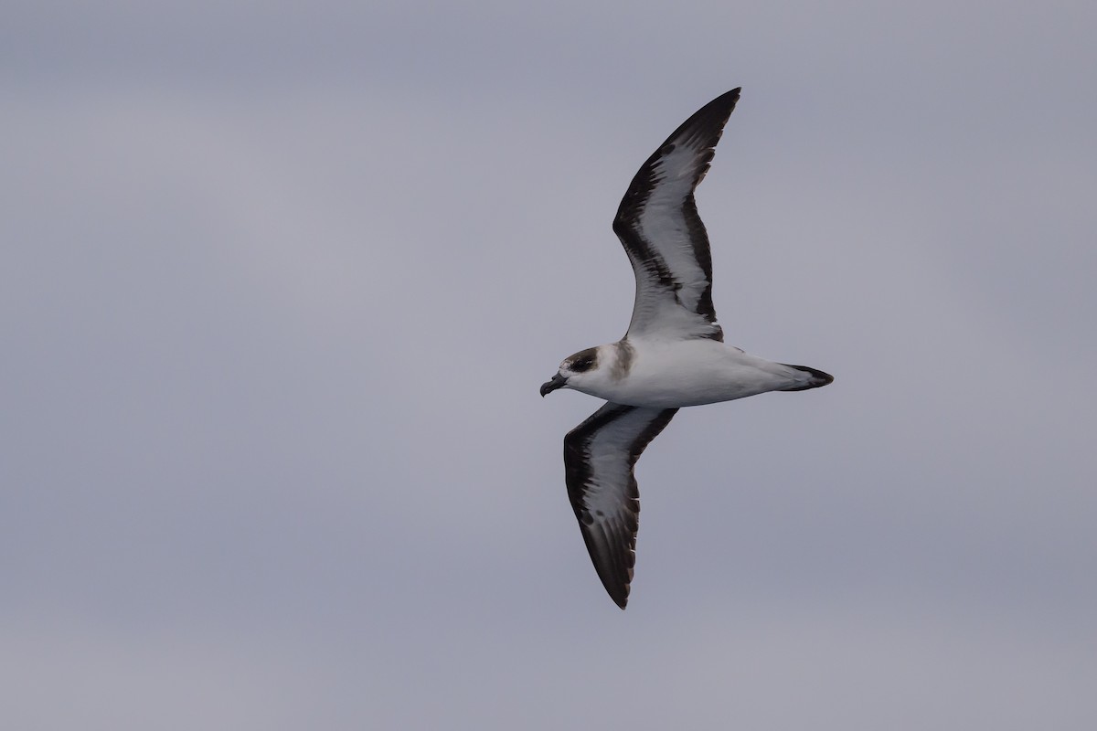 Black-capped Petrel - ML637431405