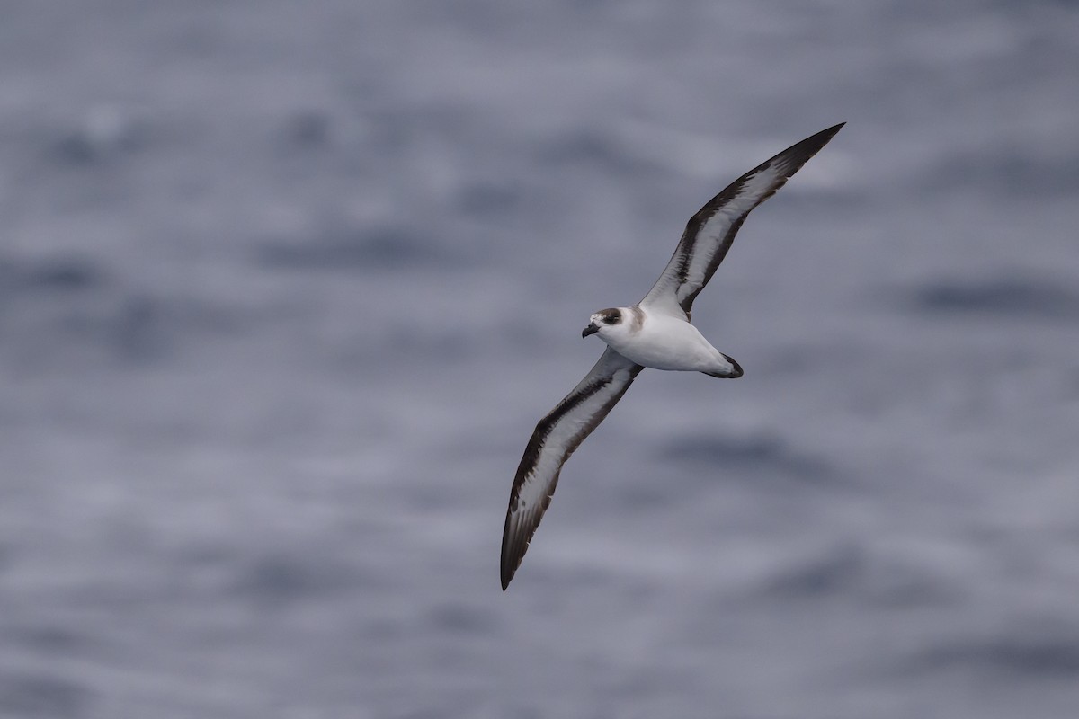 Black-capped Petrel - ML637431406