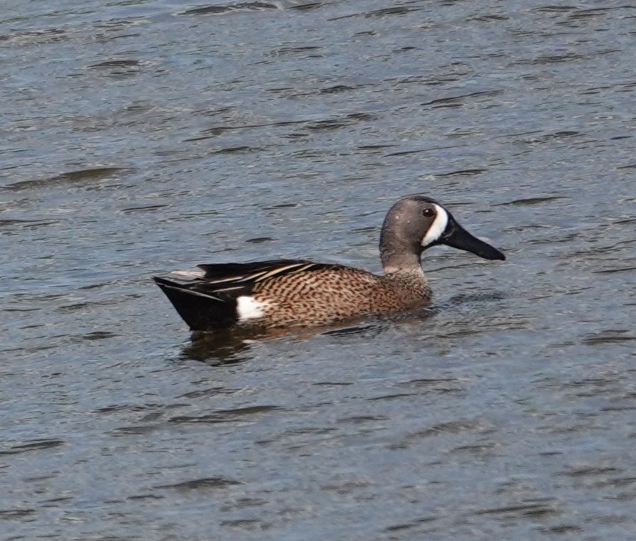 Blue-winged Teal - ML637431407