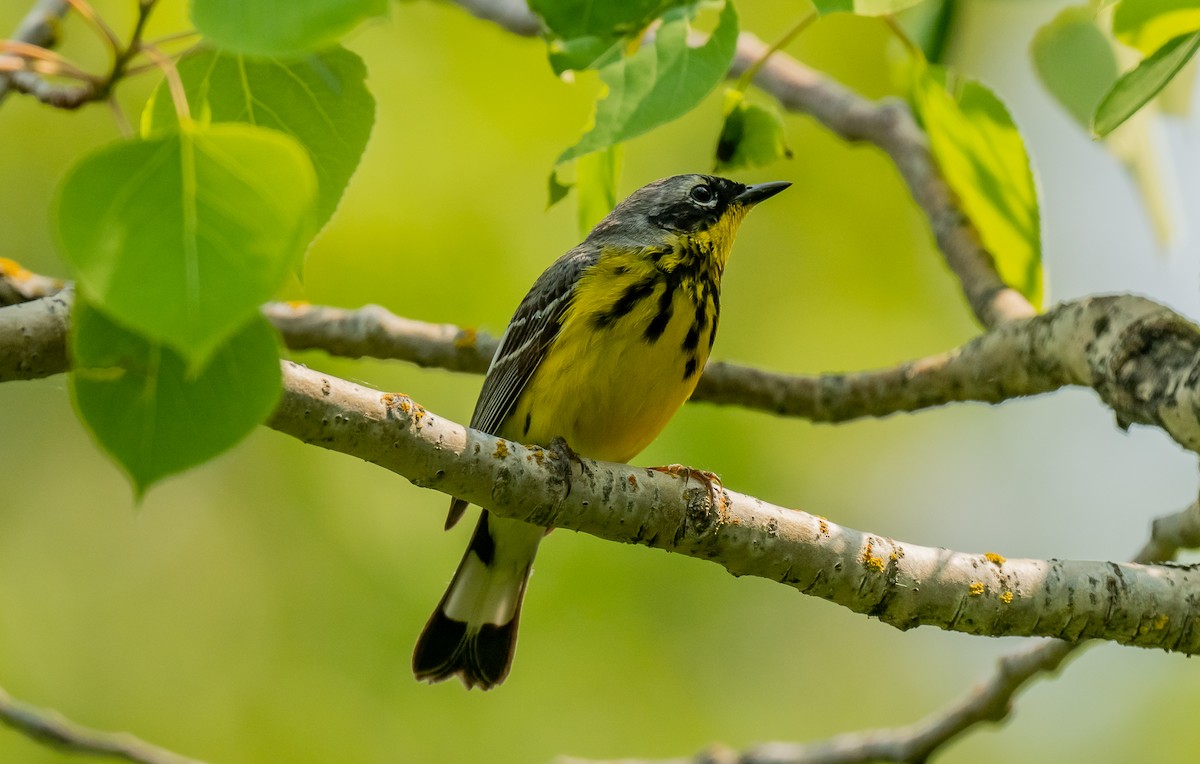 Magnolia Warbler - ML637431414
