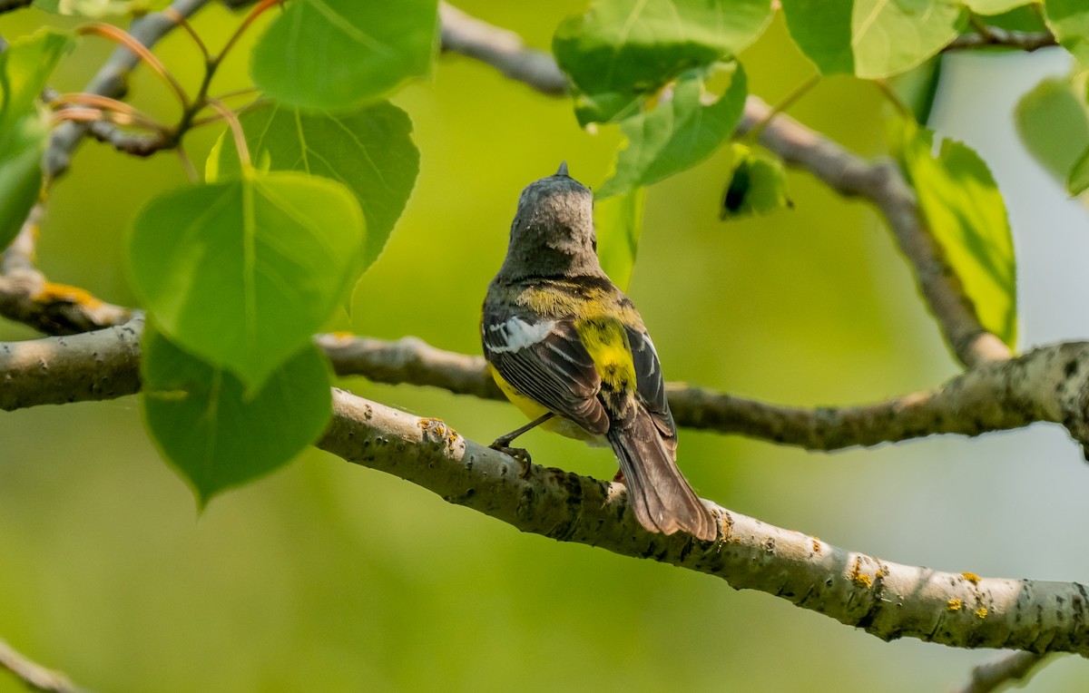 Magnolia Warbler - ML637431415