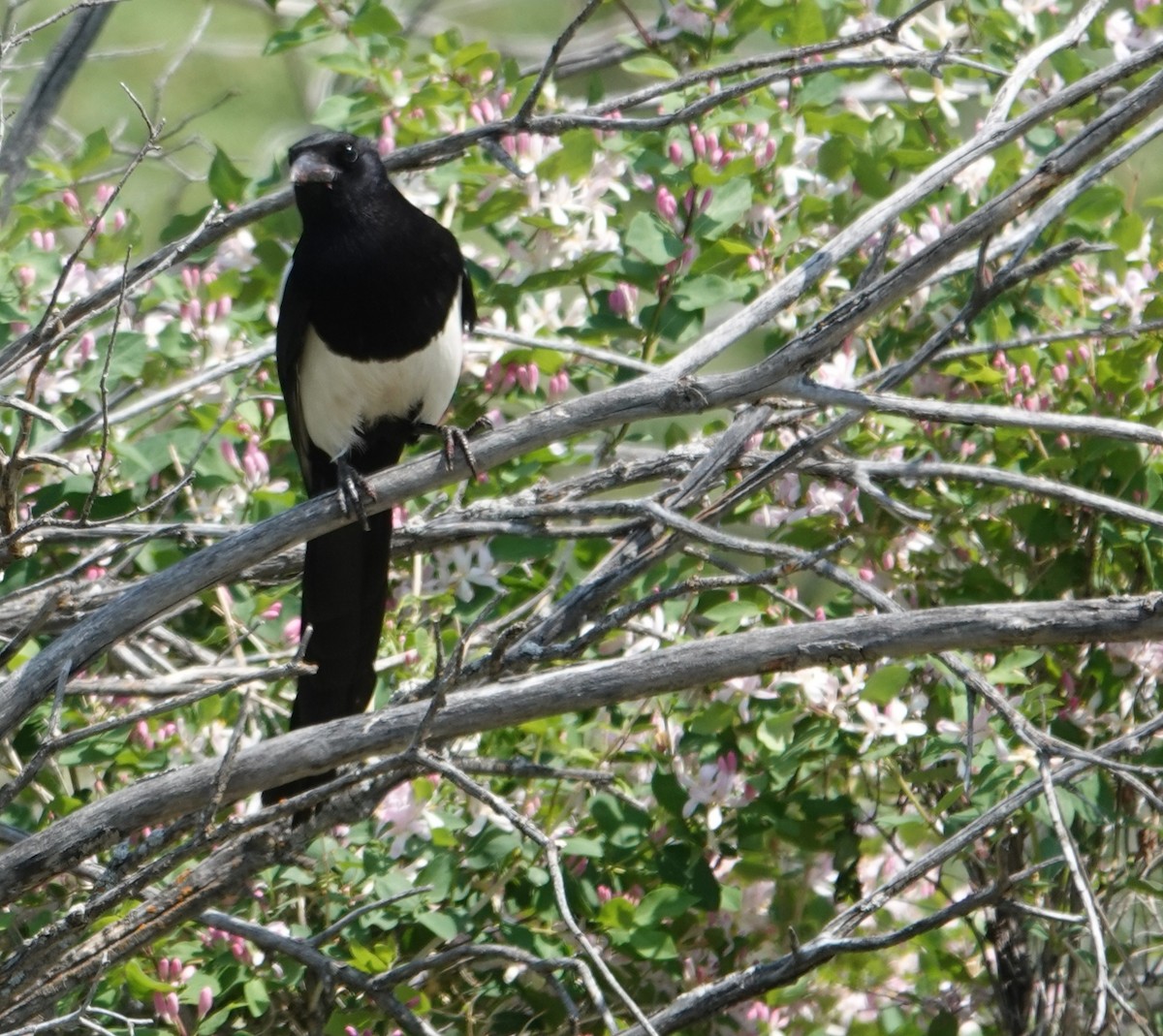 Black-billed Magpie - ML637431416