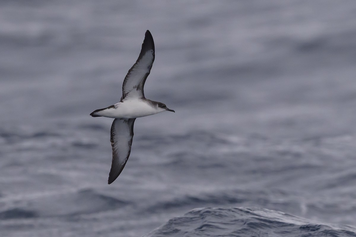 Manx Shearwater - ML637431444