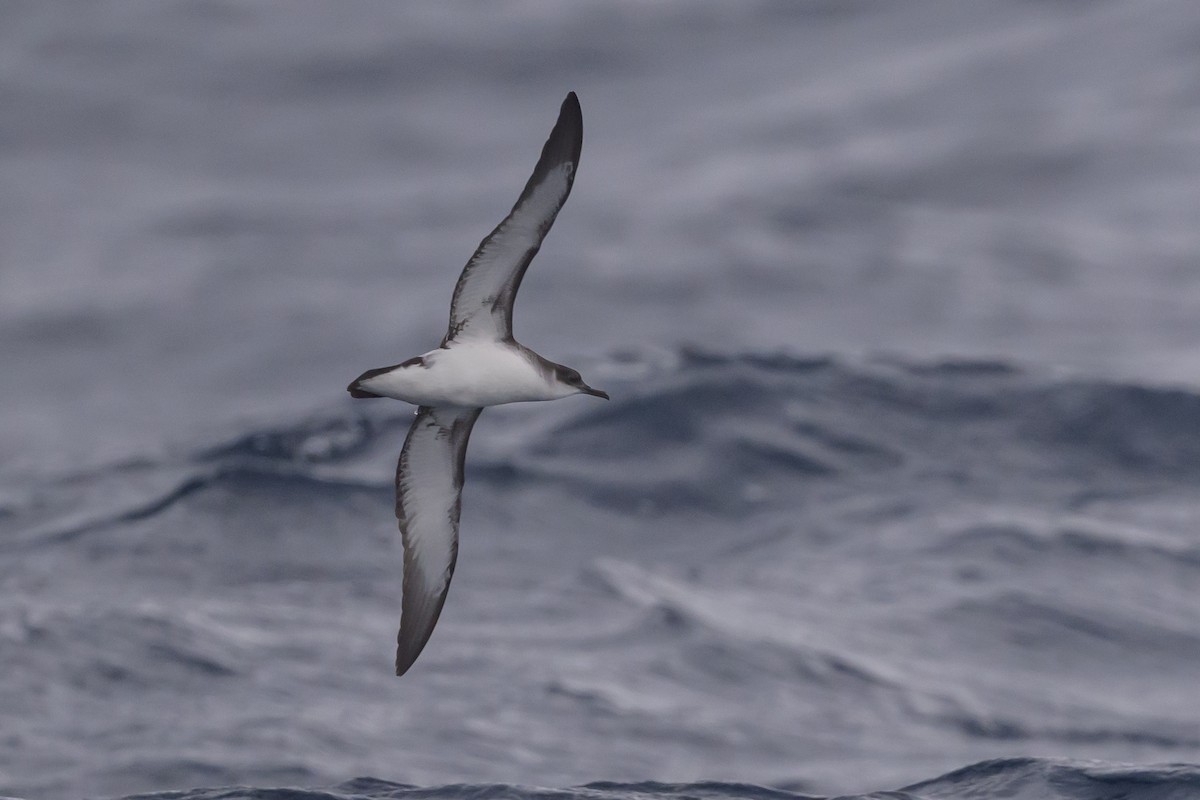 Manx Shearwater - ML637431445