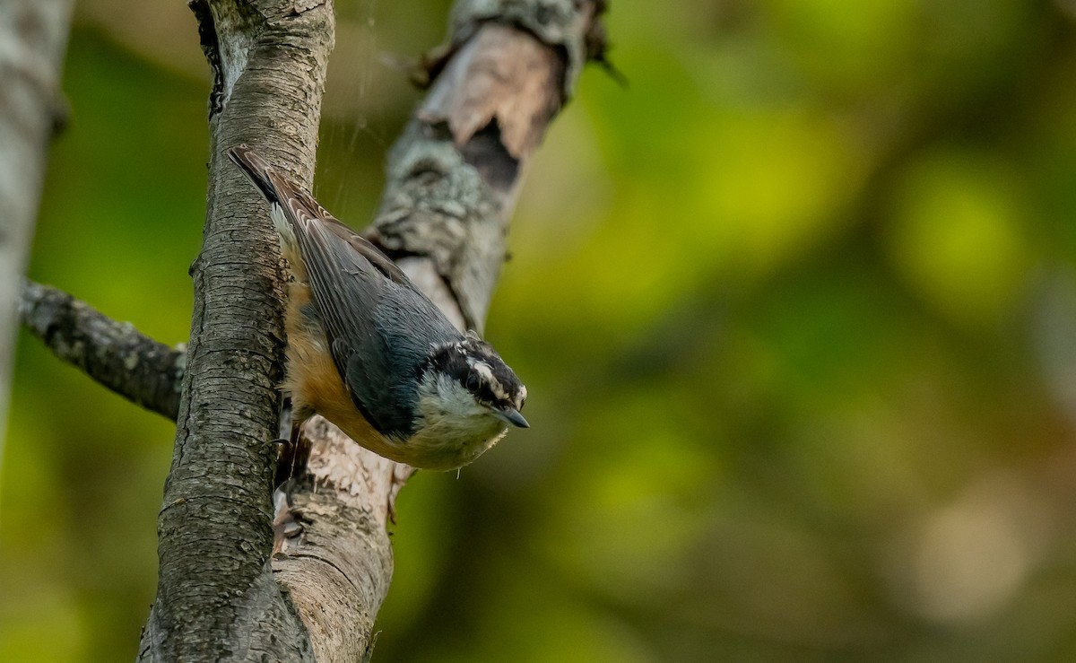 Red-breasted Nuthatch - ML637431458