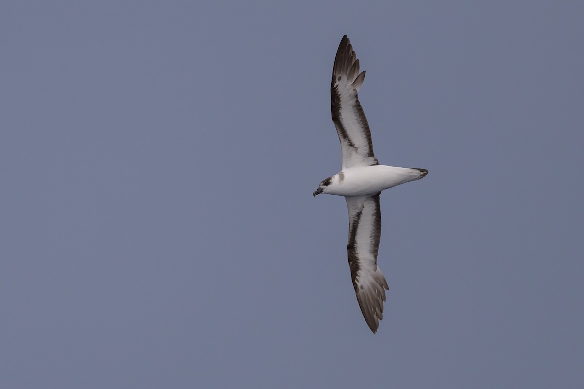 Black-capped Petrel - ML637431468