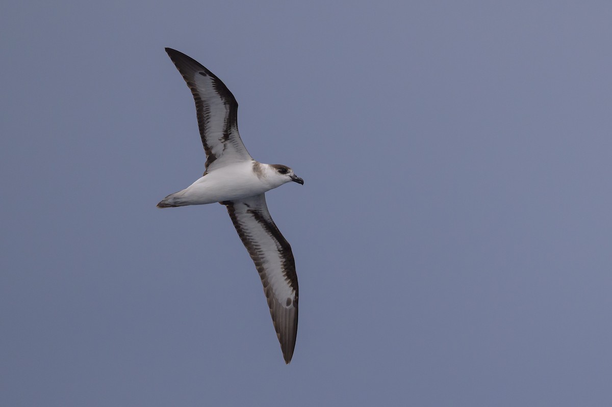 Black-capped Petrel - ML637431469