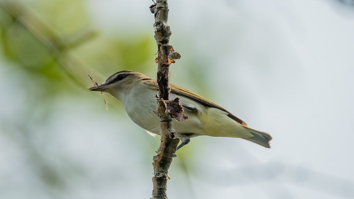 Red-eyed Vireo - ML637431486