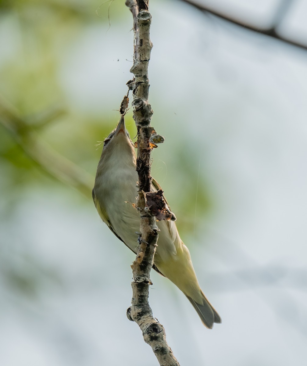 Red-eyed Vireo - ML637431487