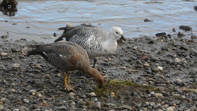 Upland Goose - ML637431497