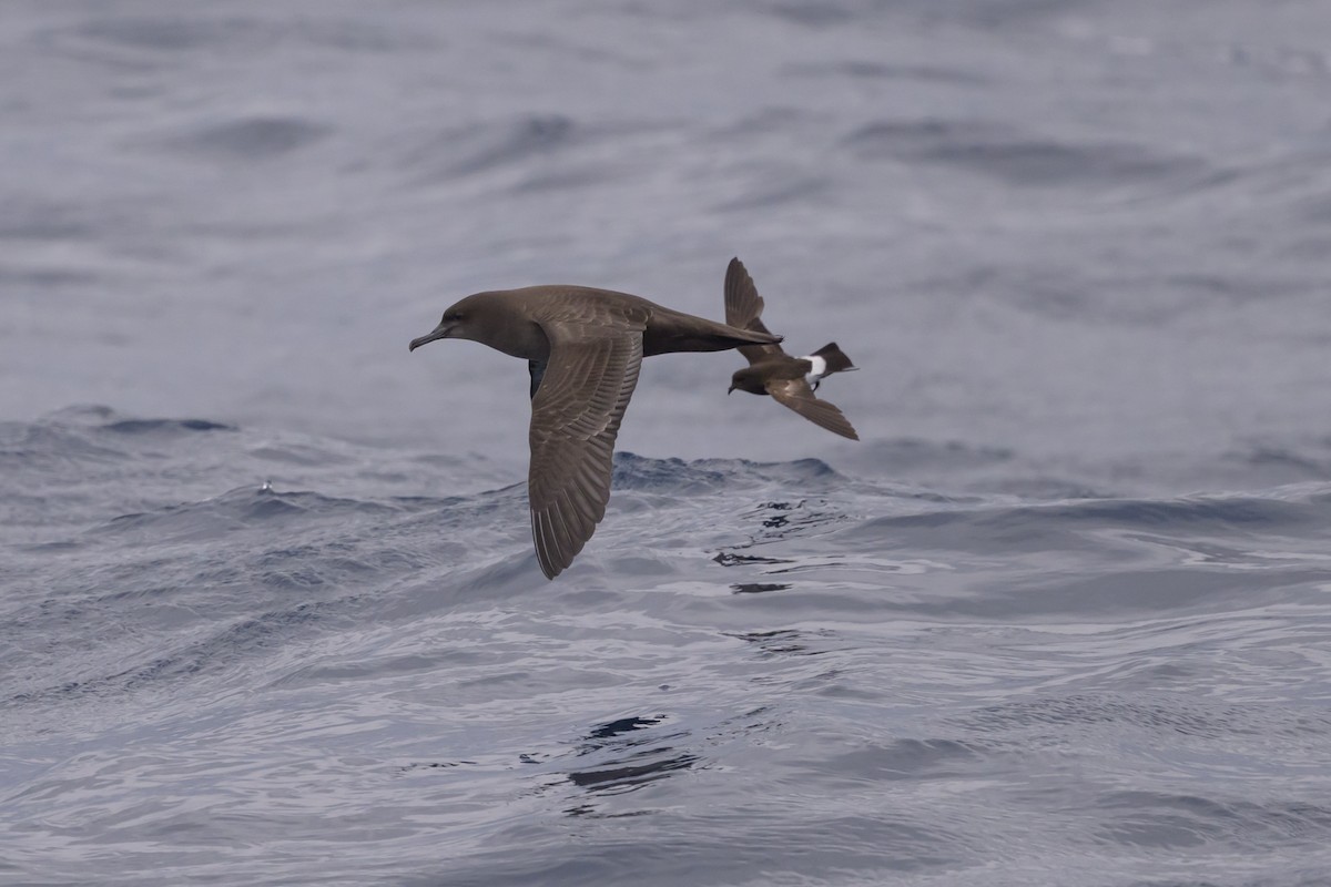 Sooty Shearwater - ML637431501