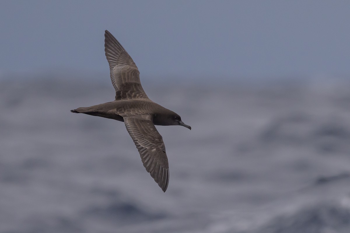 Sooty Shearwater - ML637431521
