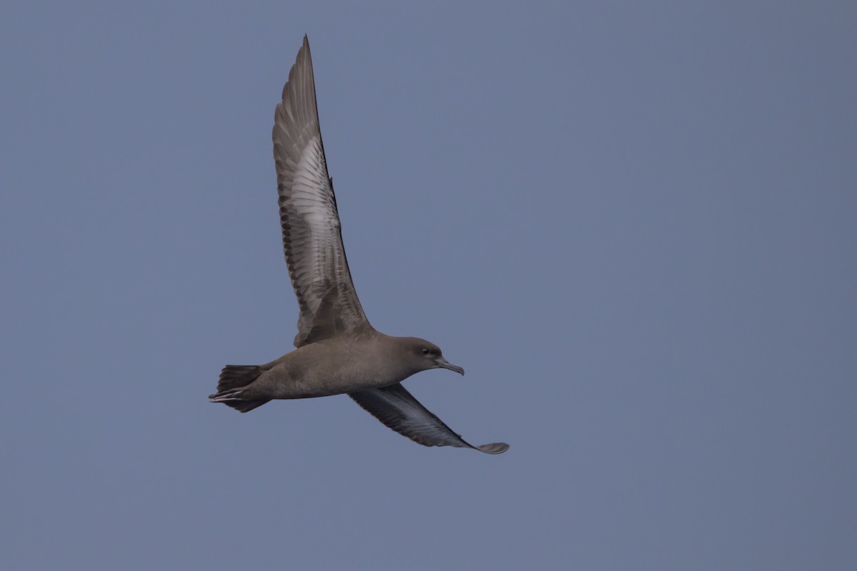 Sooty Shearwater - ML637431523