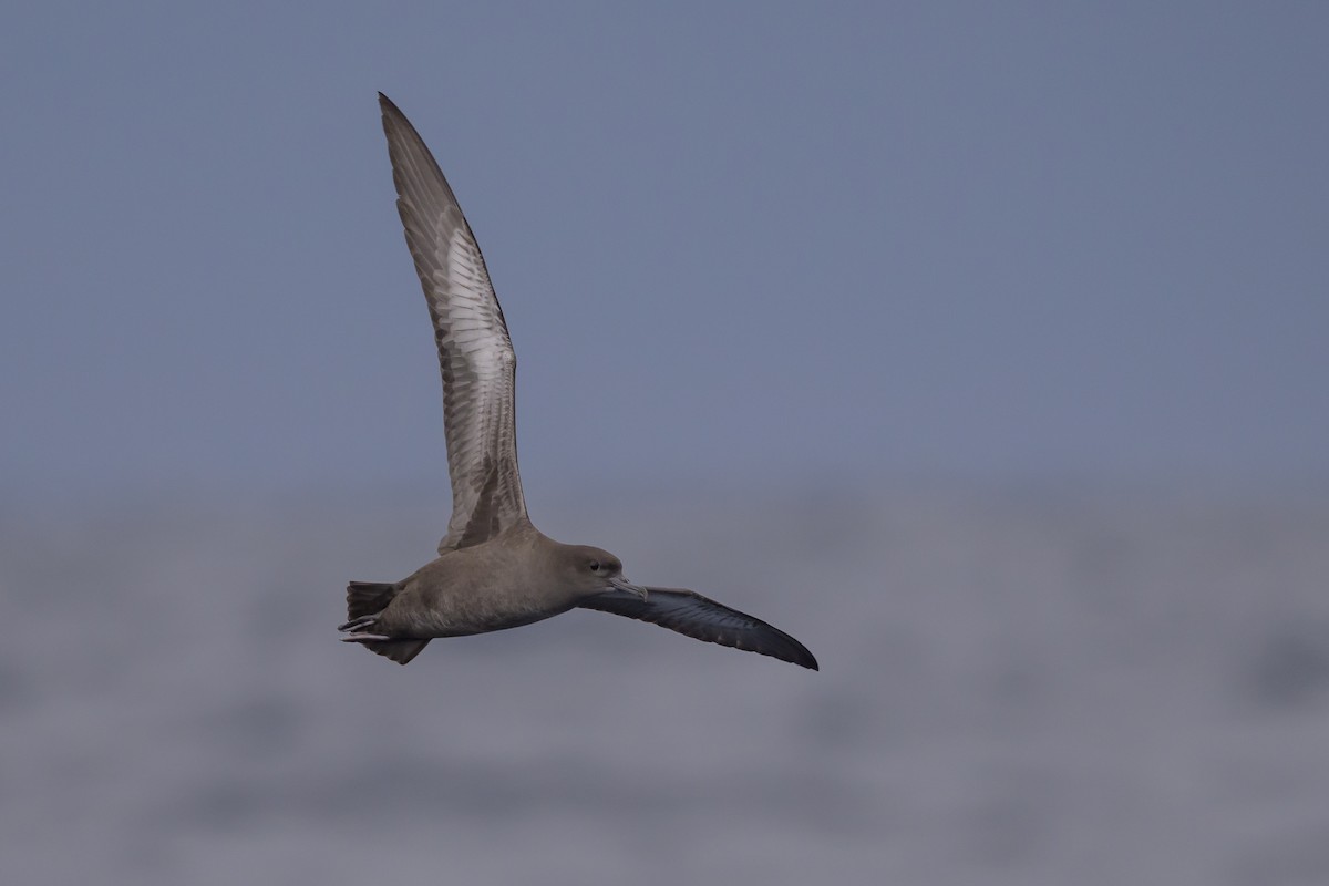 Sooty Shearwater - ML637431524