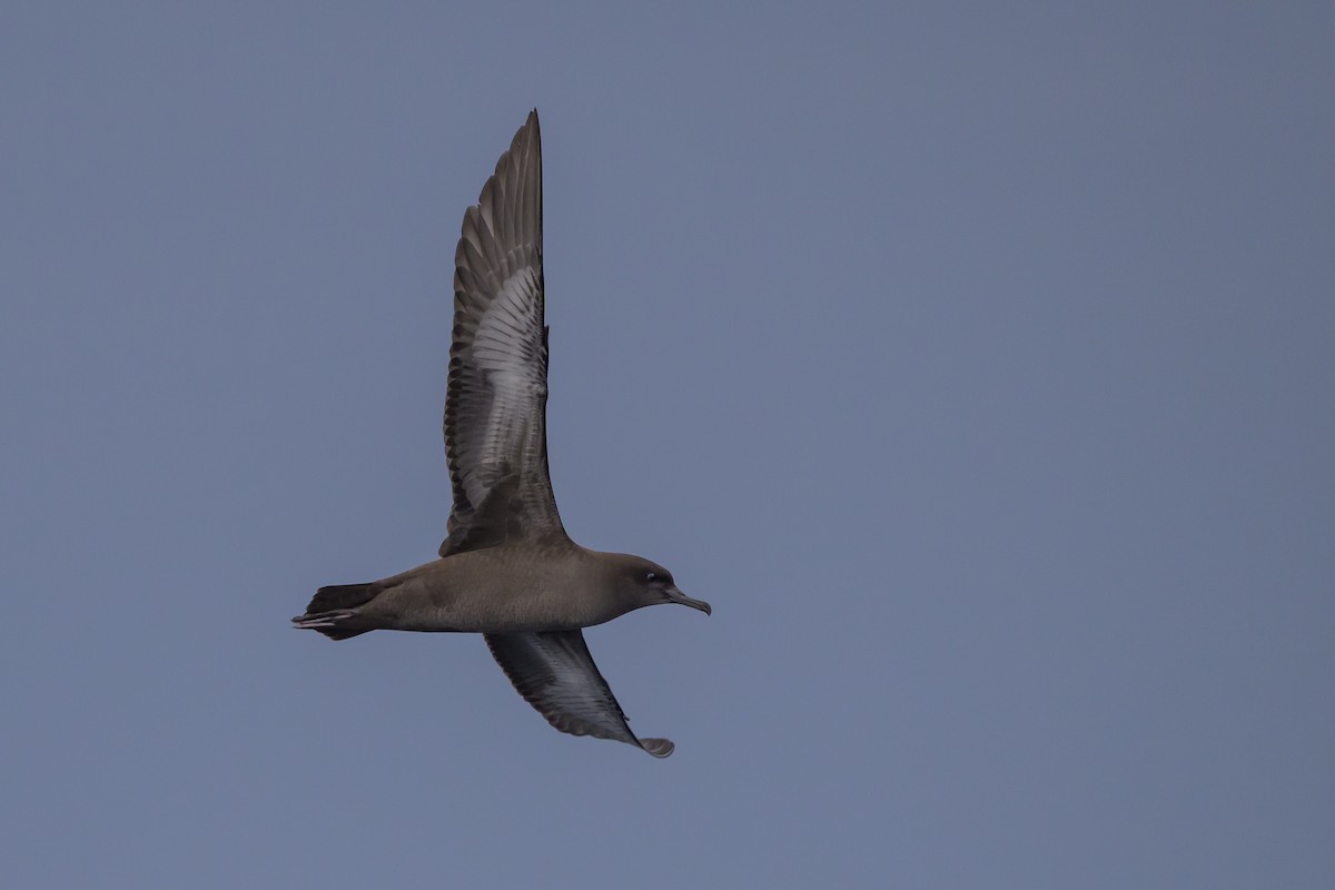 Sooty Shearwater - ML637431525