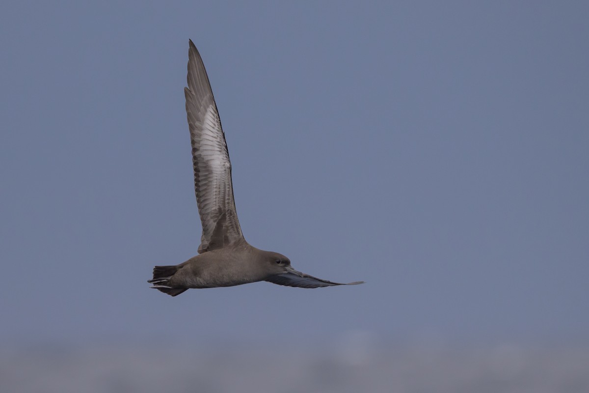 Sooty Shearwater - ML637431526