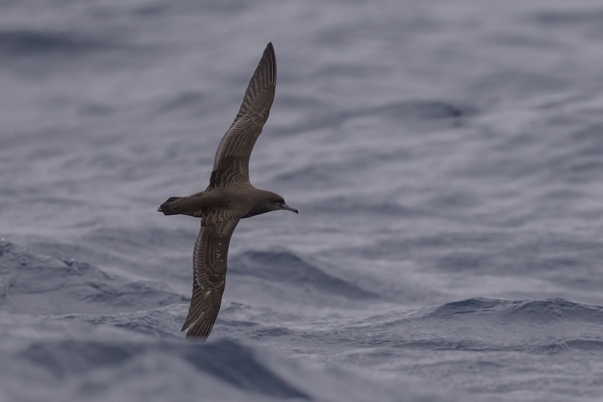 Sooty Shearwater - ML637431527