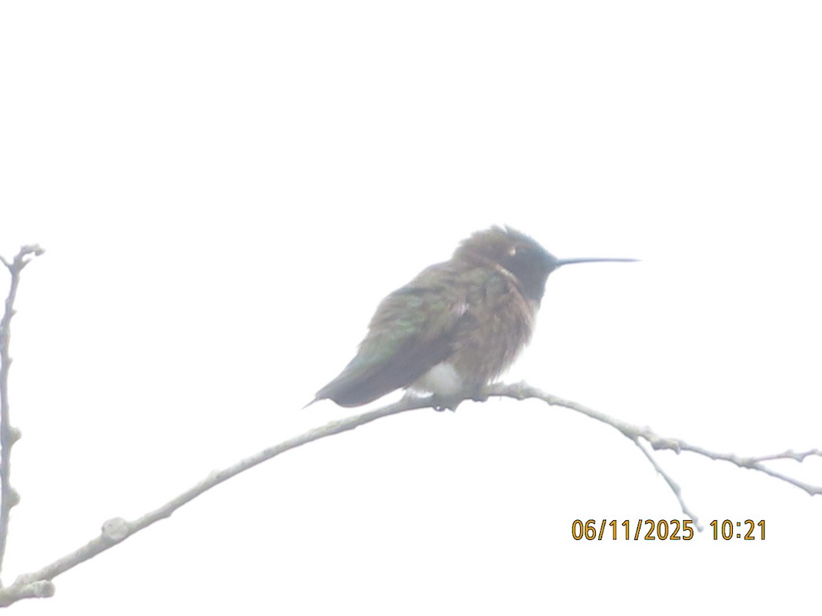 Black-chinned Hummingbird - ML637431596