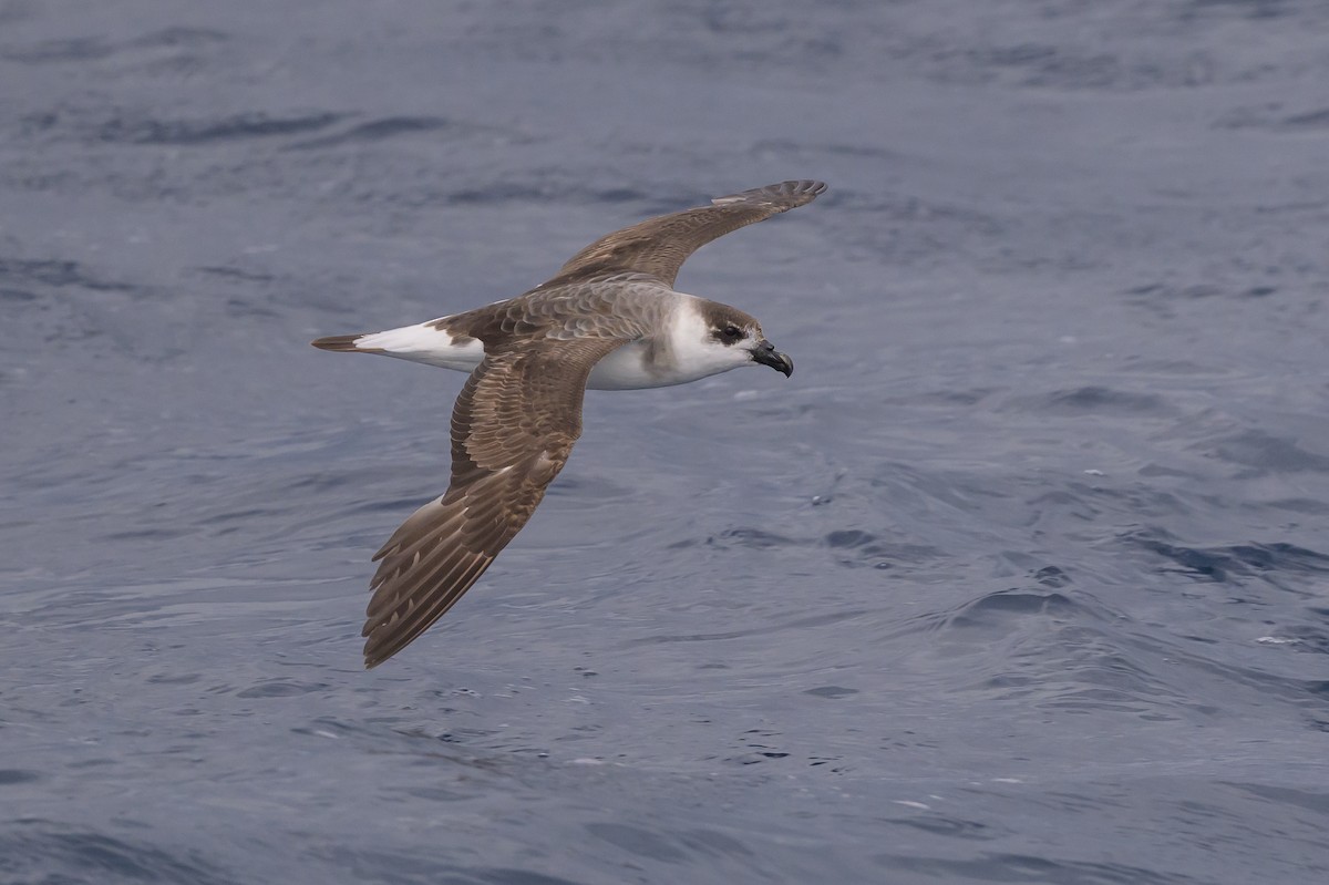 Black-capped Petrel - ML637431601
