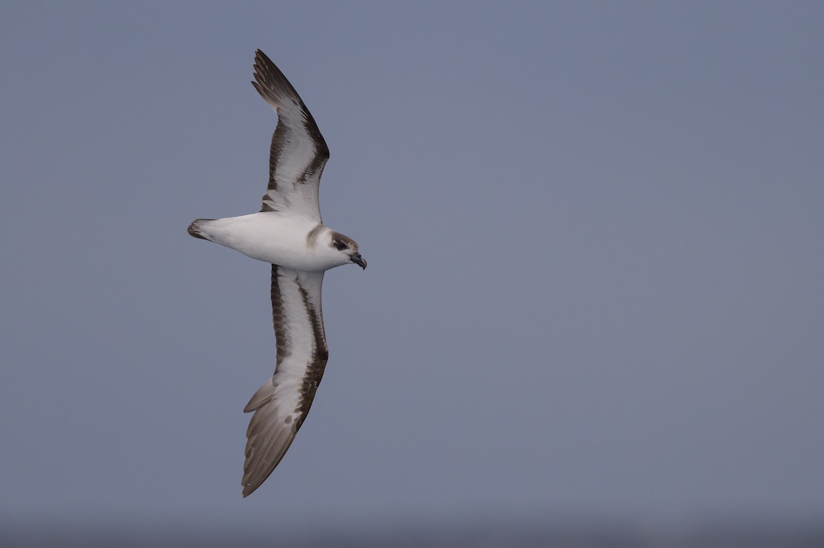 Black-capped Petrel - ML637431604