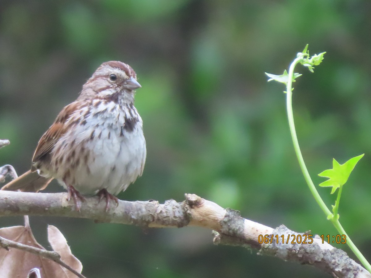 Song Sparrow - ML637431615