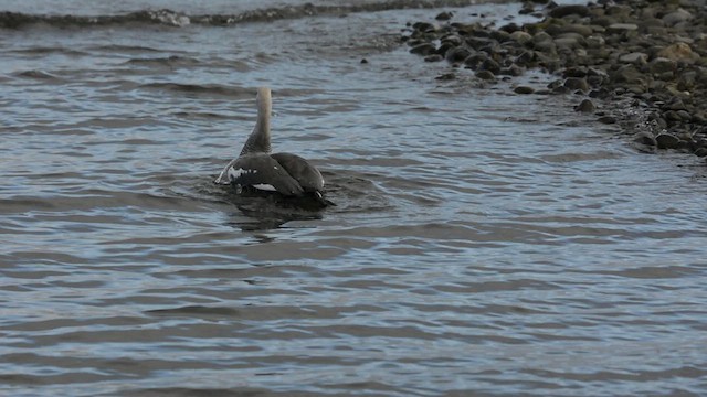 Upland Goose - ML637431696