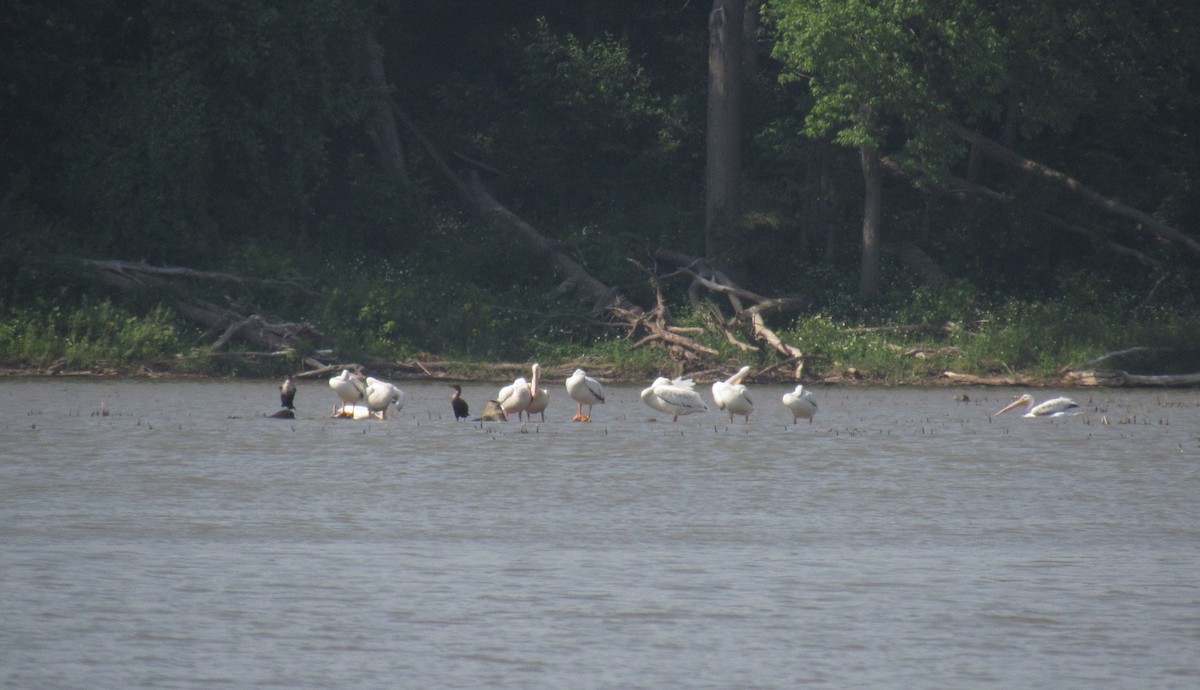 American White Pelican - ML637431761
