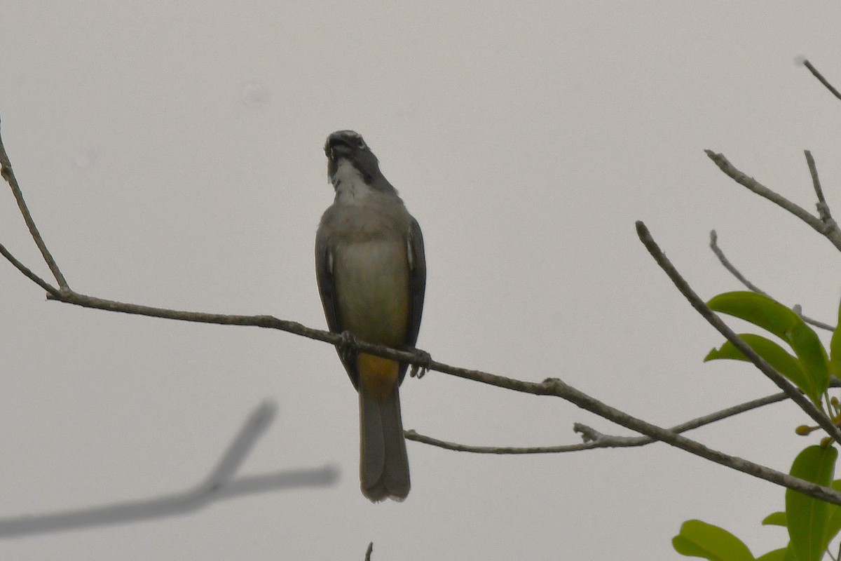 Olive-gray Saltator - ML637431770