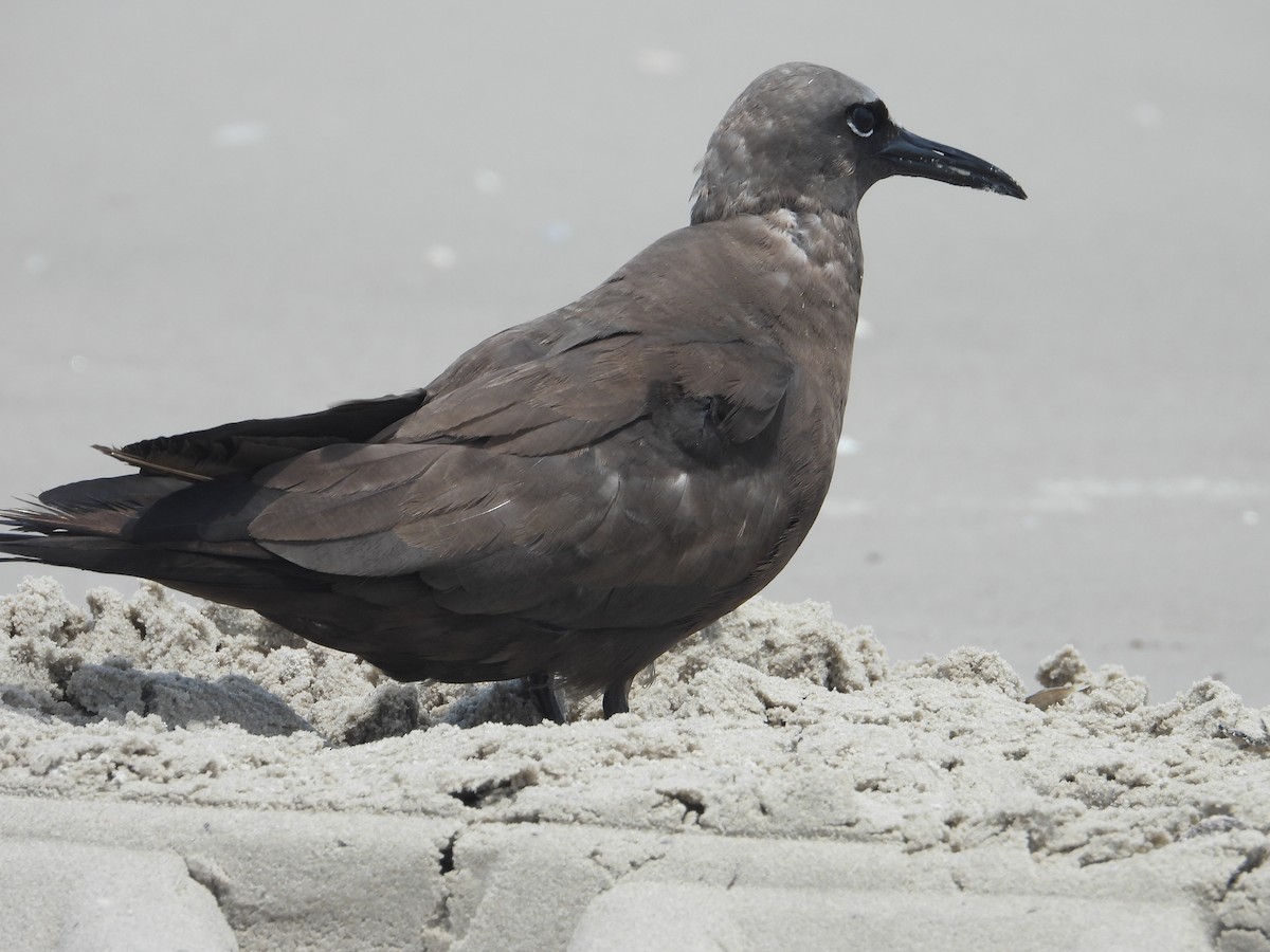 Brown Noddy - ML637431823